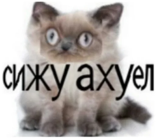 животное млекопитающее кошка