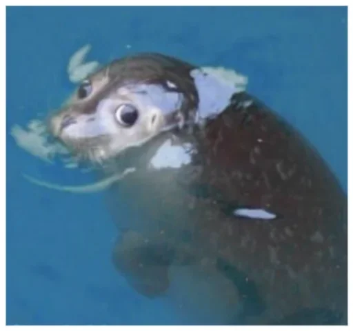 животное морские млекопитающие Вода