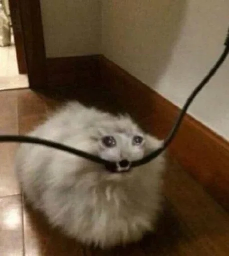 indoor mammal animal