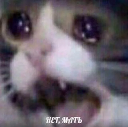 animal mammal small to medium-sized cats