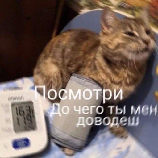 small to medium-sized cats felidae whiskers