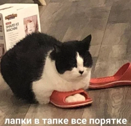 cat small to medium-sized cats indoor