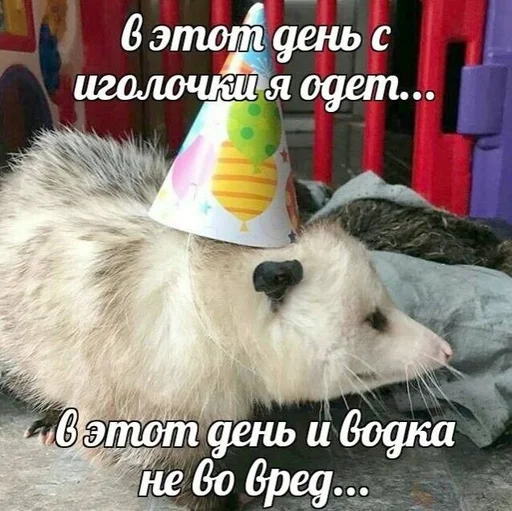 mammal animal indoor