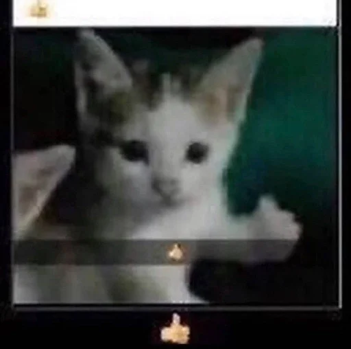 млекопитающее животное кошки малого и среднего размера