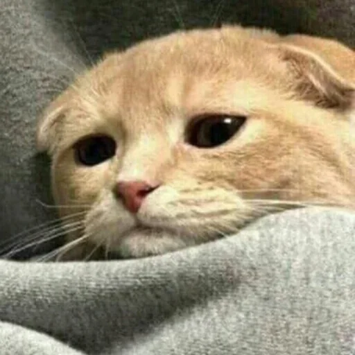 животное млекопитающее кошка