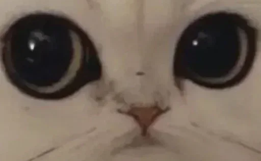 животное кошка млекопитающее