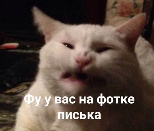 млекопитающее животное кошка