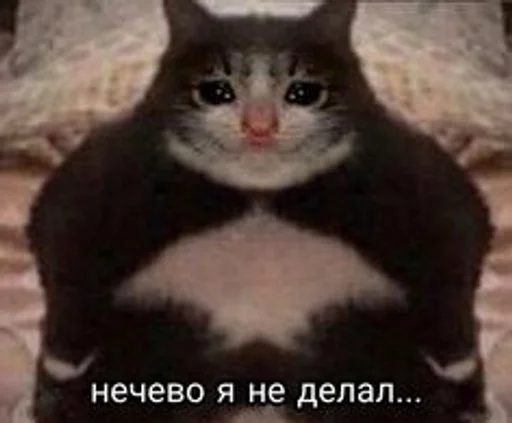 животное млекопитающее кошка