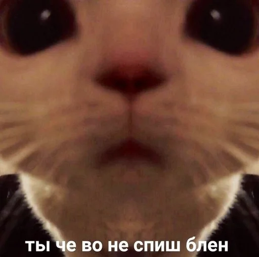 животное млекопитающее усы