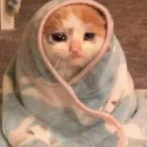 кошка комнатный млекопитающее