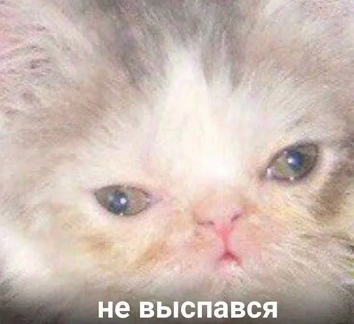 Стикер Favorite stickers by @fStikBot - 11