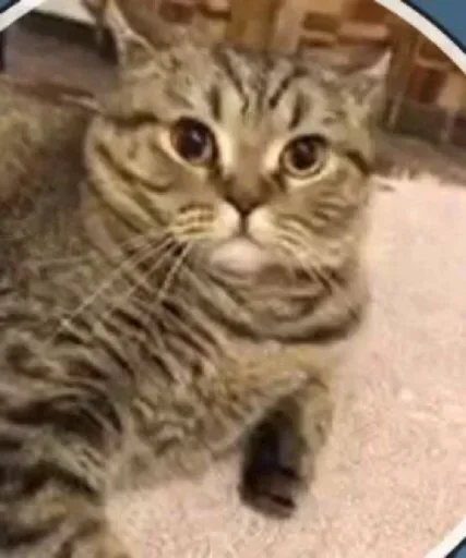 животное млекопитающее кошка