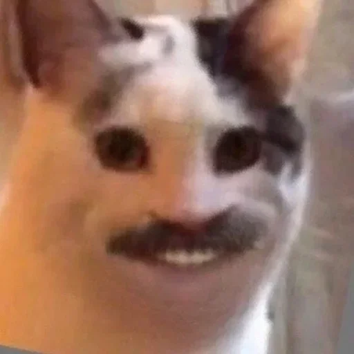 кошка домашняя кошка кошки малого и среднего размера