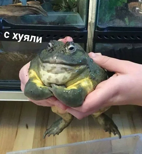 frog amphibian reptile