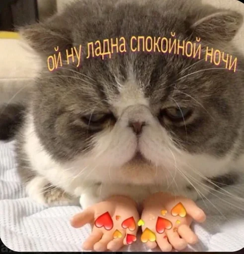 cat indoor small to medium-sized cats