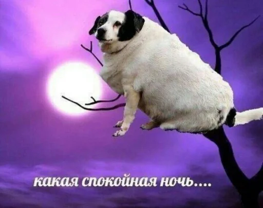 животное млекопитающее собака