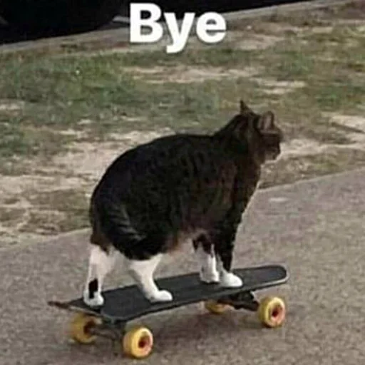 кошка на открытом воздухе скейтборд