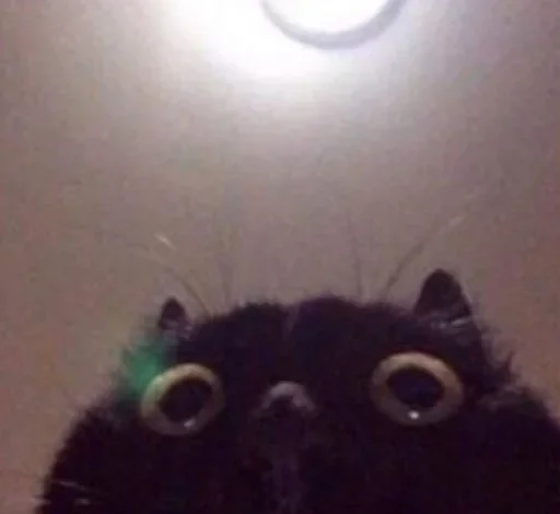 mammal animal small to medium-sized cats