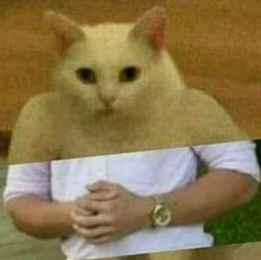 domestic cat small to medium-sized cats cat