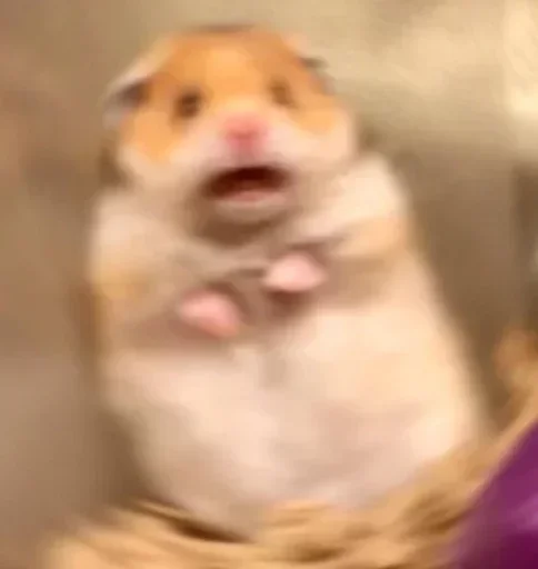 animal mammal hamster