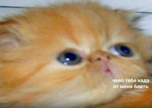 млекопитающее животное кошка