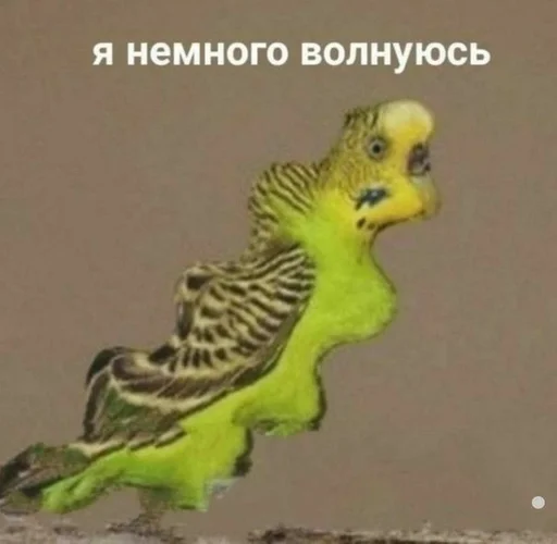 птица животное попугай