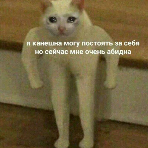 mammal animal domestic cat