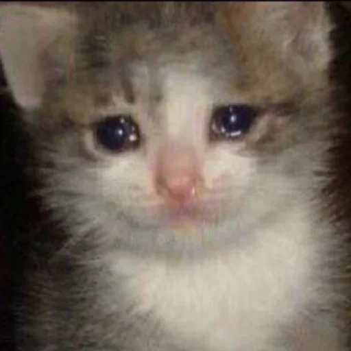 Sticker Favorite stickers :: @fStikBot - 0