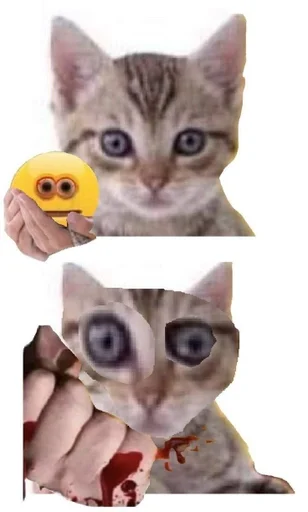 small to medium-sized cats felidae domestic cat