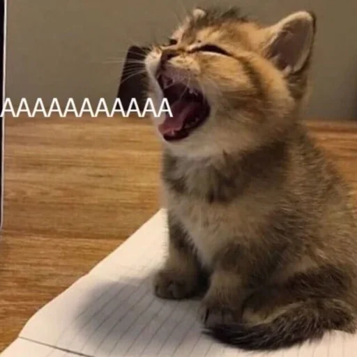 animal mammal indoor