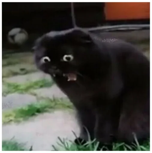 животное млекопитающее кошка