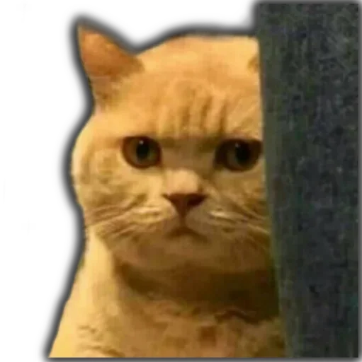 животное млекопитающее кошка