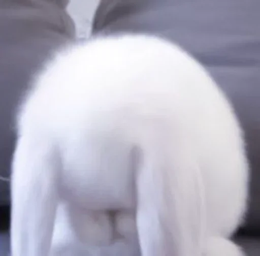 animal mammal rabbit