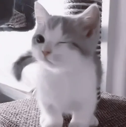 cat mammal domestic cat