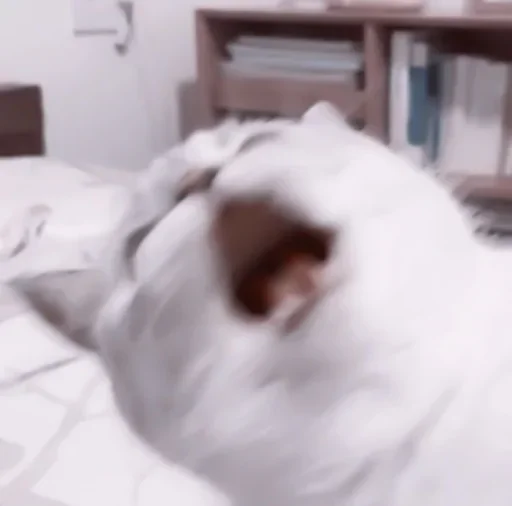 indoor mammal animal