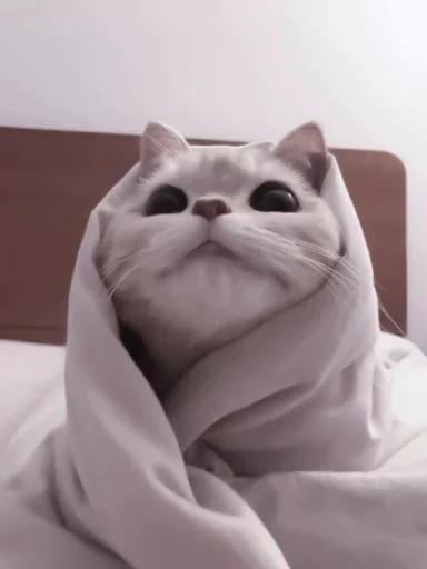 animal small to medium-sized cats mammal