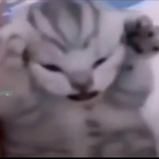 млекопитающее животное кошачьи