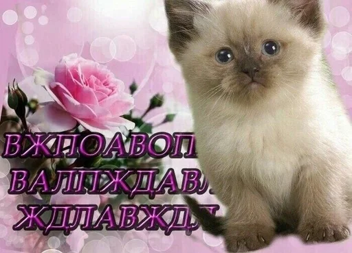 животное млекопитающее домашняя кошка