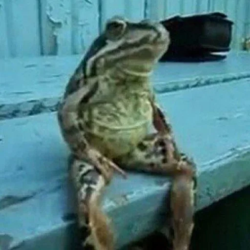 animal frog amphibian