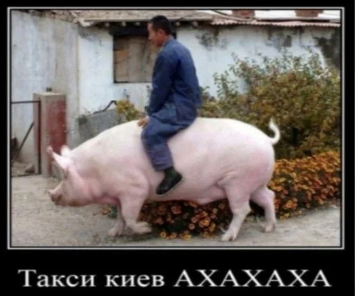 животное млекопитающее свинья