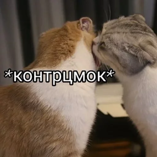 Стикер Favorite stickers by @fStikBot - 8