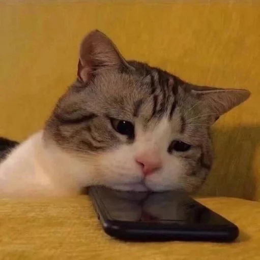 indoor small to medium-sized cats felidae