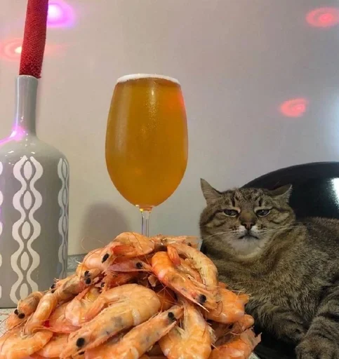 drink cat seafood