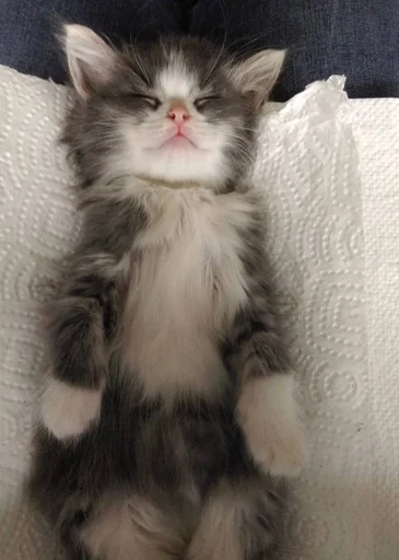 cat domestic cat animal