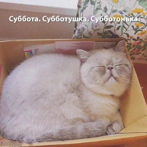 small to medium-sized cats felidae cat