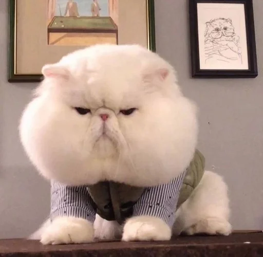 mammal animal indoor