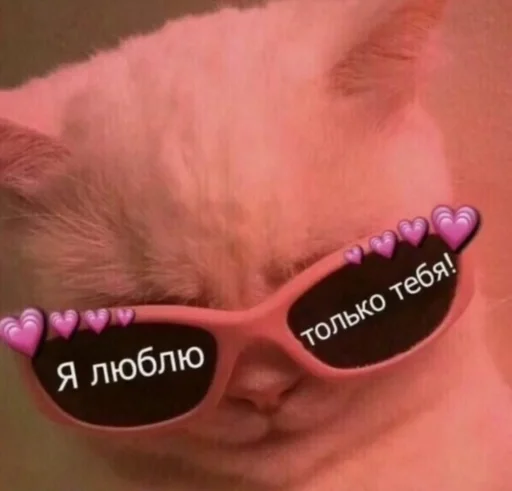 cat accessory eyewear