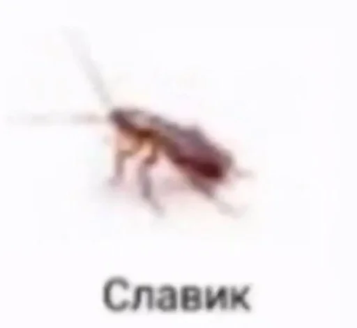 pest invertebrate arthropod