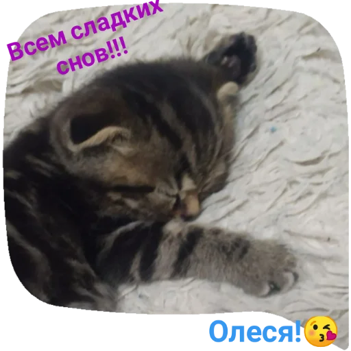Sticker снн клуб by @sticat_app - 9