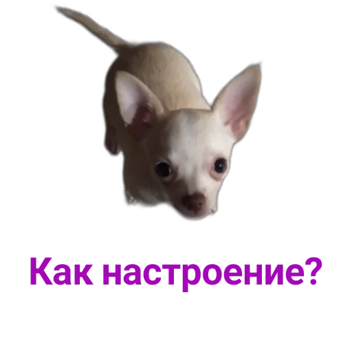 Sticker снн клуб by @sticat_app - 5